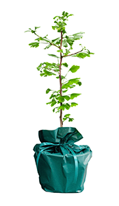 Ginkgo biloba