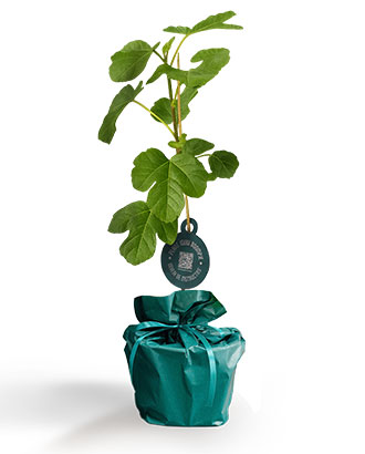 Figuier---Arbre-Cadeau.fr