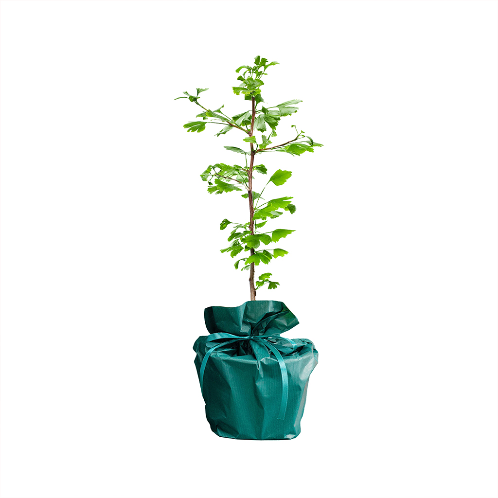 Ginkgo