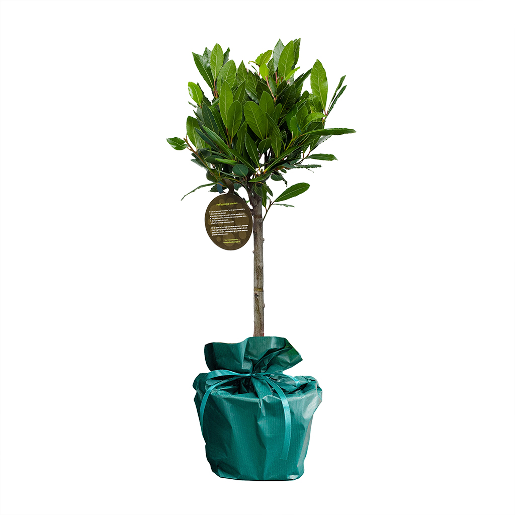 Laurier---Arbre-Cadeau.fr