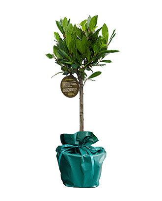 Laurier---Arbre-Cadeau.fr