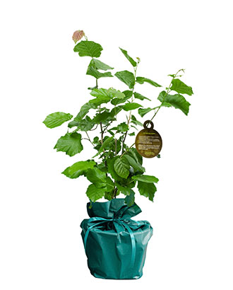 Noisetier---Arbre-Cadeau.fr