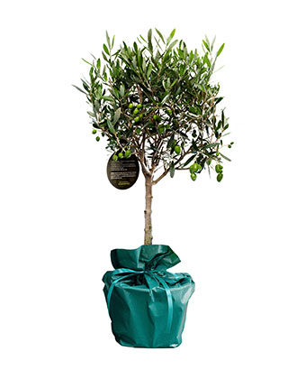 Olivier---Arbre-Cadeau.fr