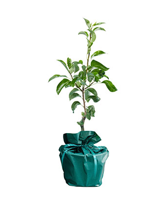 Poirier---Arbre-Cadeau.fr