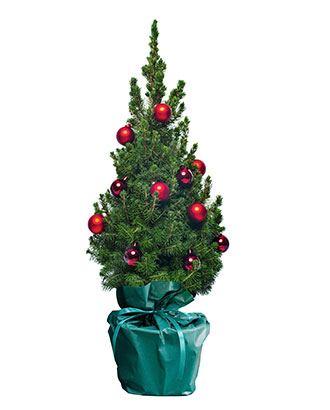 Sapin---Arbre-Cadeau.fr