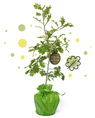 offrir-un-arbre-cadea-Chêne